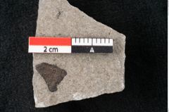 Foto (Detailansicht) von Plantae indet.  (NHMW-GEO-2024-0188-6681)